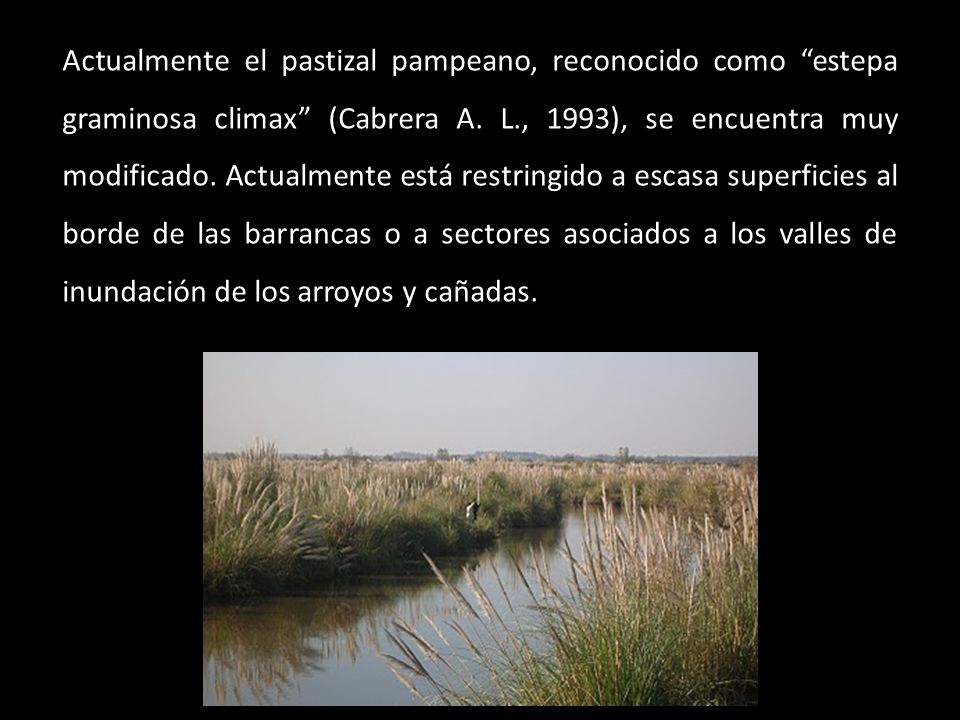 Actualmente el pastizal pampeano, reconocido como estepa graminosa climax (Cabrera A.