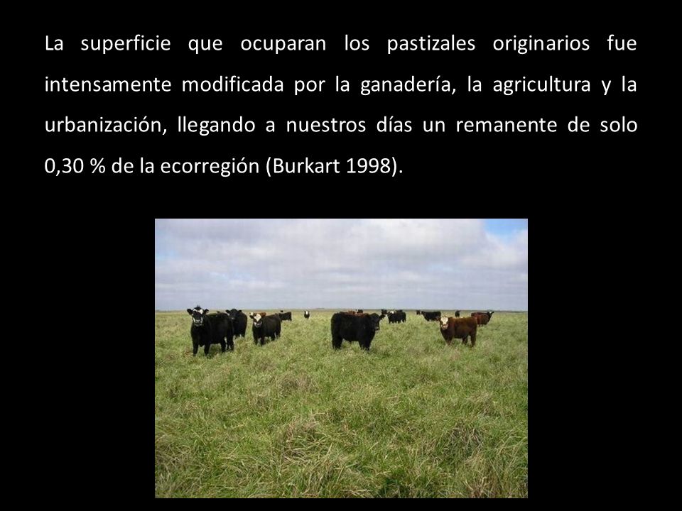 La superficie que ocuparan los pastizales originarios fue intensamente modificada por la ganadería, la agricultura y la urbanización, llegando a nuestros días un remanente de solo 0,30 % de la ecorregión (Burkart 1998).