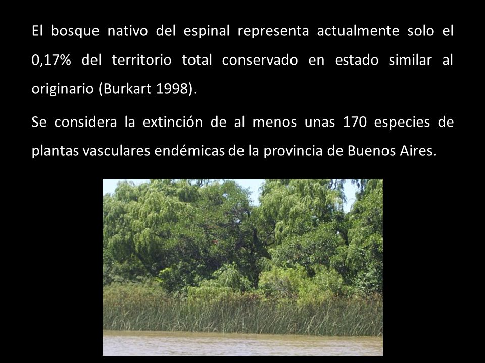 El bosque nativo del espinal representa actualmente solo el 0,17% del territorio total conservado en estado similar al originario (Burkart 1998).