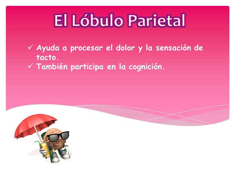 El Lóbulo Parietal Ayuda a procesar el dolor y la sensación de tacto.