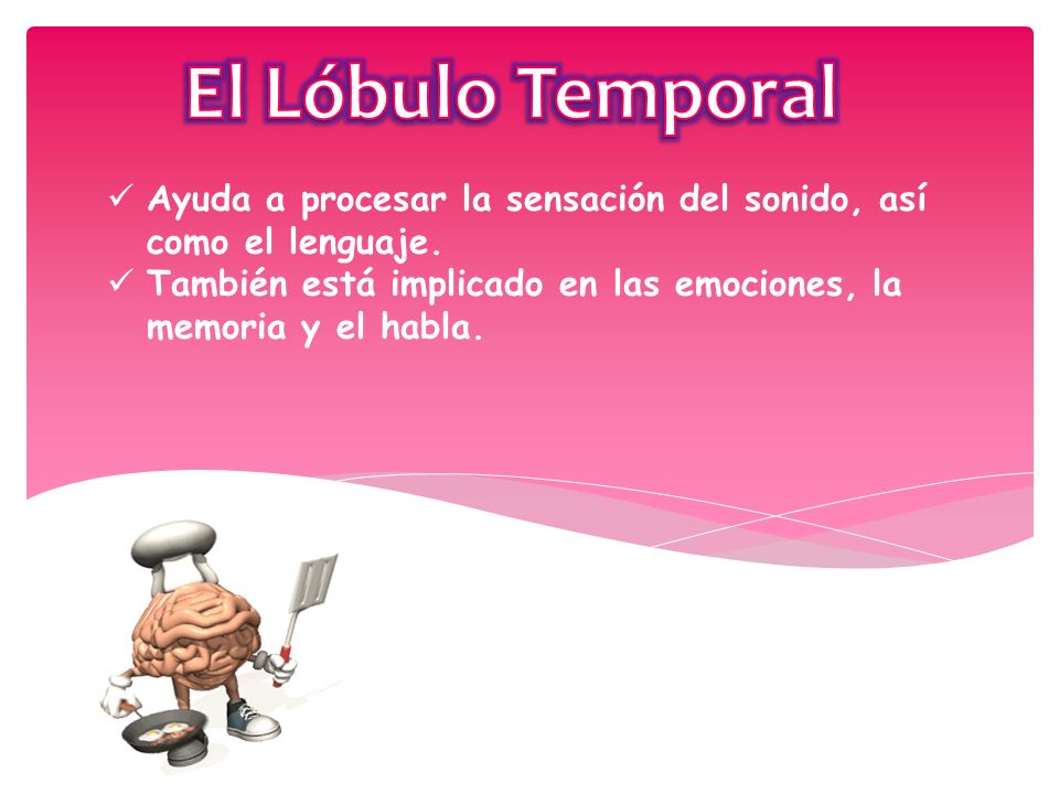 El Lóbulo Temporal Ayuda a procesar la sensación del sonido, así como el lenguaje.