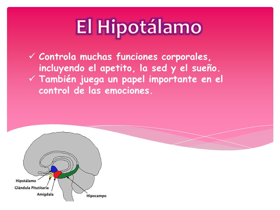 El Hipotálamo Controla muchas funciones corporales, incluyendo el apetito, la sed y el sueño.