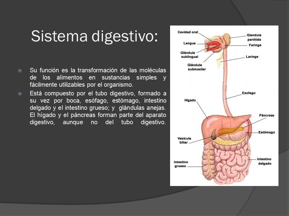 Sistema digestivo: Su función es la transformación de las moléculas de los alimentos en sustancias simples y fácilmente utilizables por el organismo.