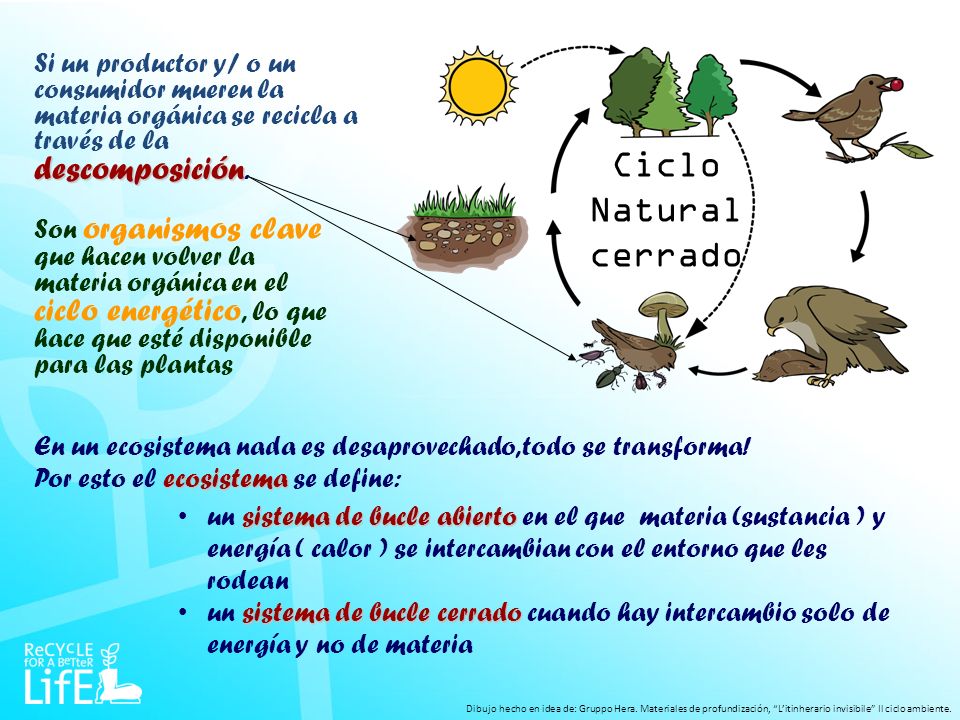 Si un productor y/ o un consumidor mueren la materia orgánica se recicla a través de la descomposición.