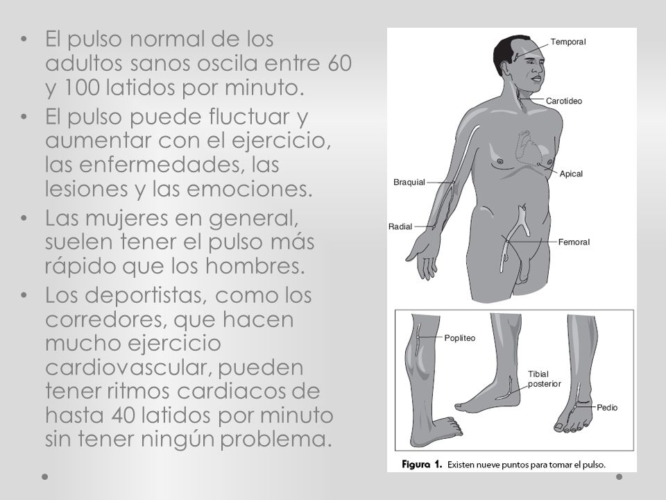 El pulso normal de los adultos sanos oscila entre 60 y 100 latidos por minuto.