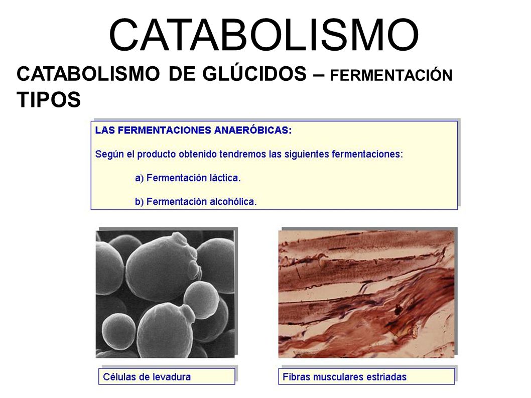 CATABOLISMO CATABOLISMO DE GLÚCIDOS – FERMENTACIÓN TIPOS