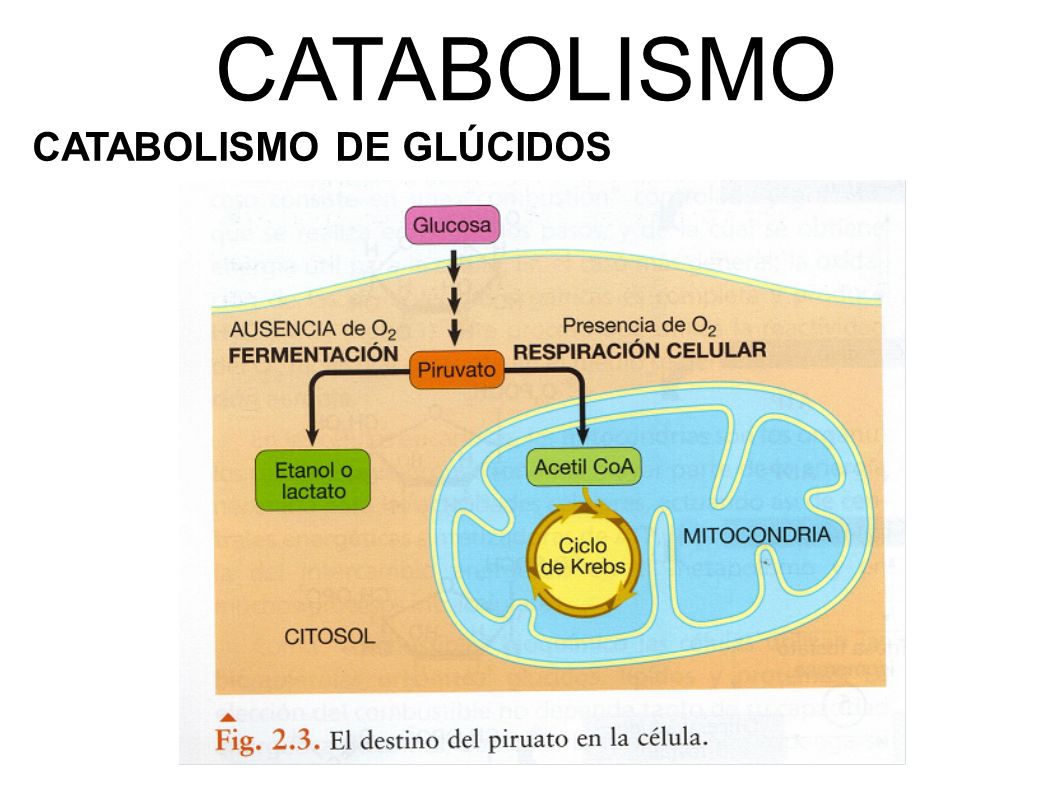 CATABOLISMO CATABOLISMO DE GLÚCIDOS
