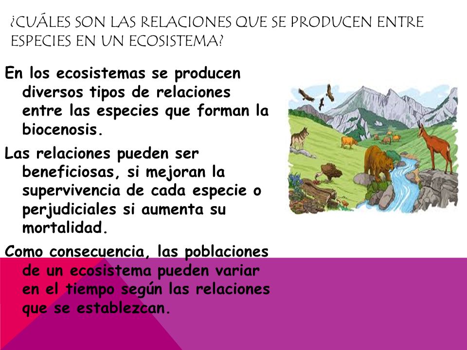 ¿Cuáles son las relaciones que se producen entre especies en un ecosistema
