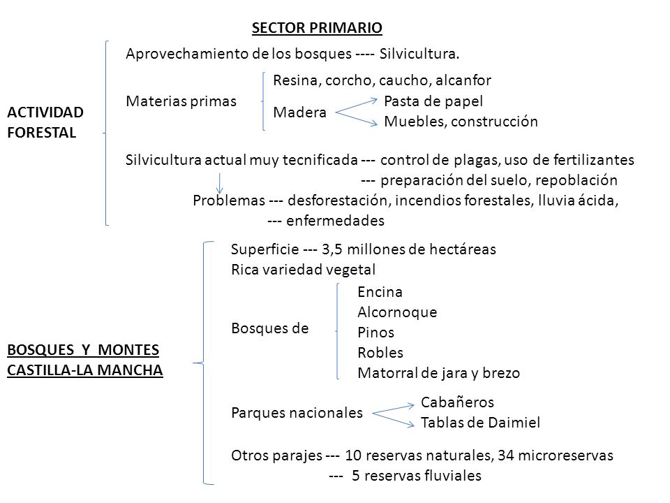 SECTOR PRIMARIO Aprovechamiento de los bosques ---- Silvicultura. Resina, corcho, caucho, alcanfor.