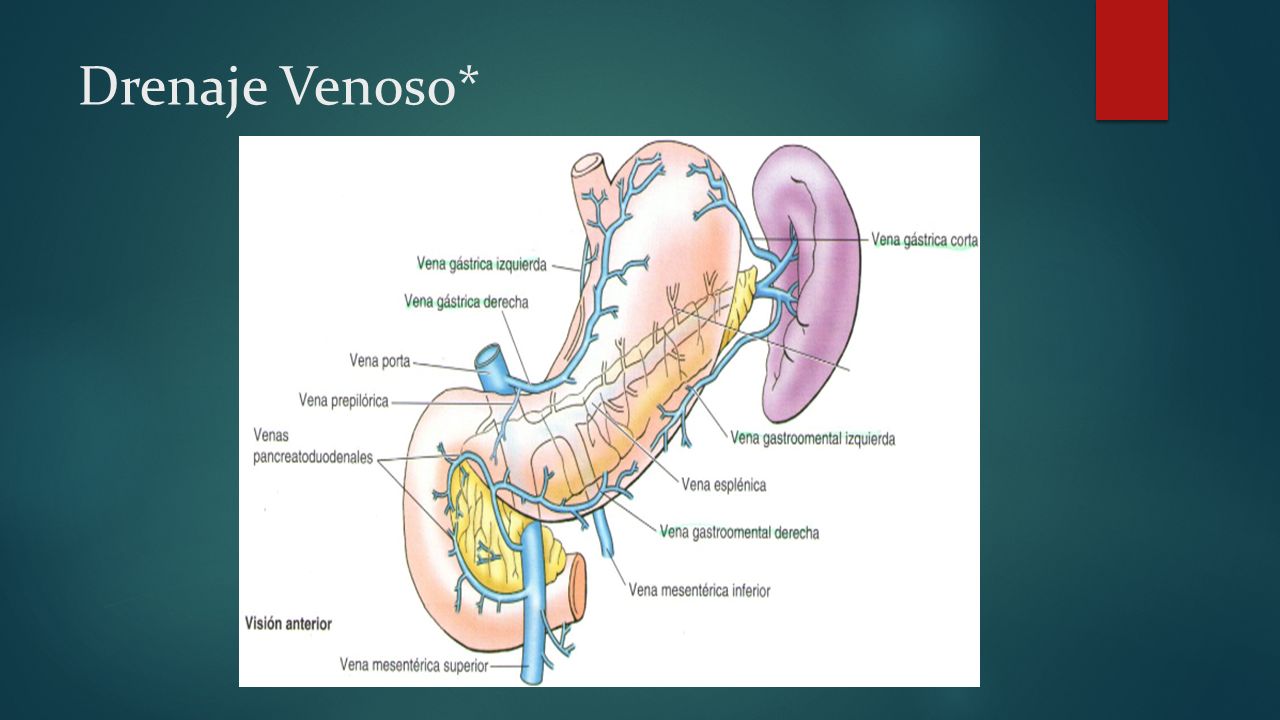 Drenaje Venoso*