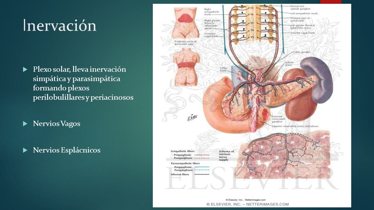 Inervación Plexo solar, lleva inervación simpática y parasimpática formando plexos perilobulillares y periacinosos.