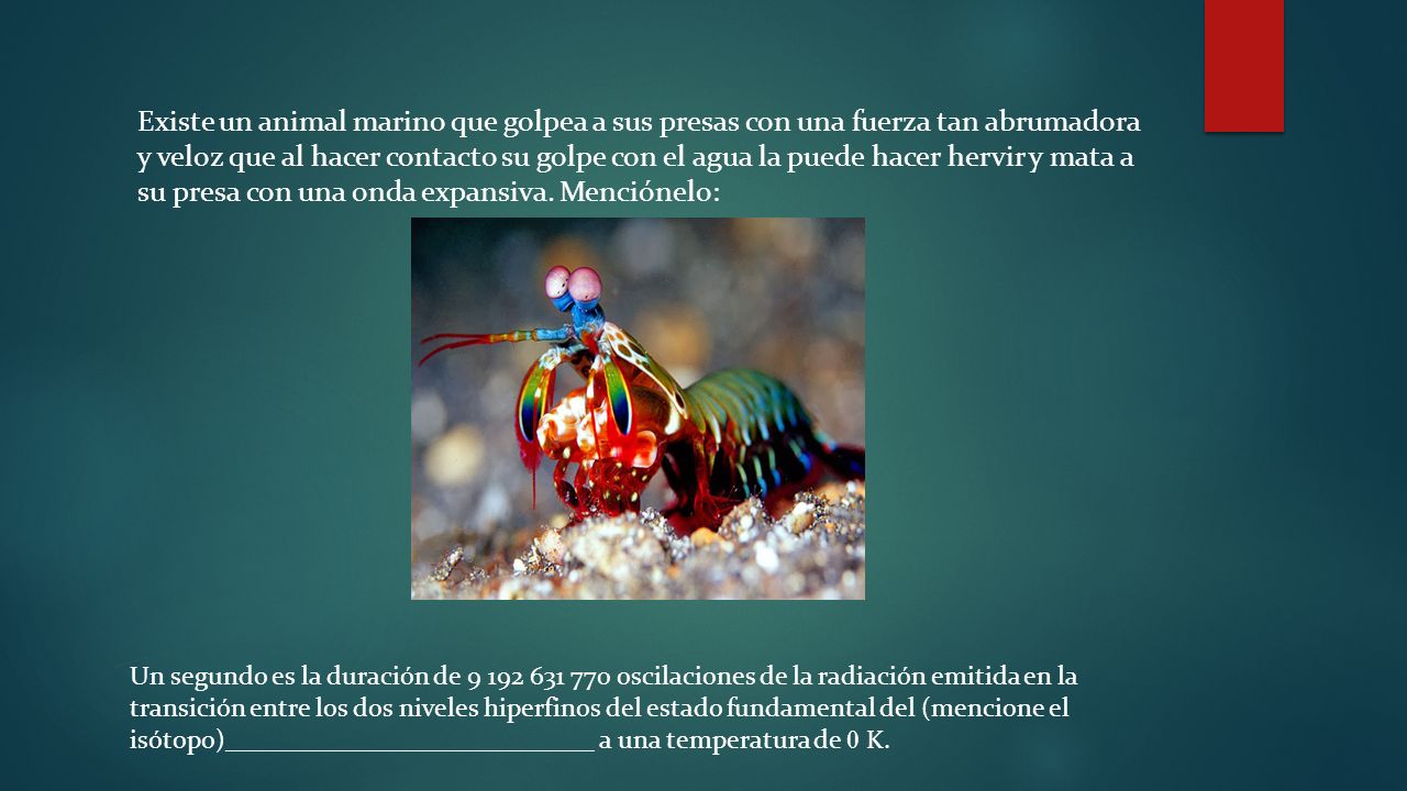 Existe un animal marino que golpea a sus presas con una fuerza tan abrumadora y veloz que al hacer contacto su golpe con el agua la puede hacer hervir y mata a su presa con una onda expansiva. Menciónelo: