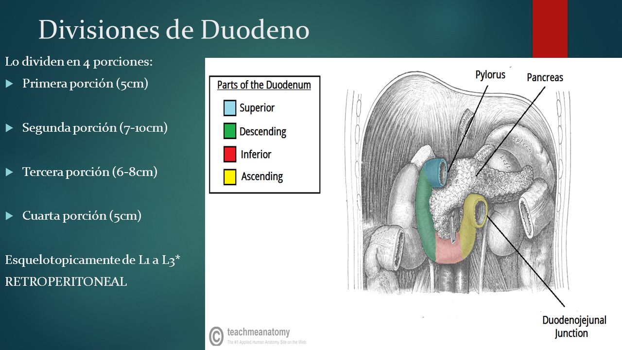 Divisiones de Duodeno Lo dividen en 4 porciones: Primera porción (5cm)