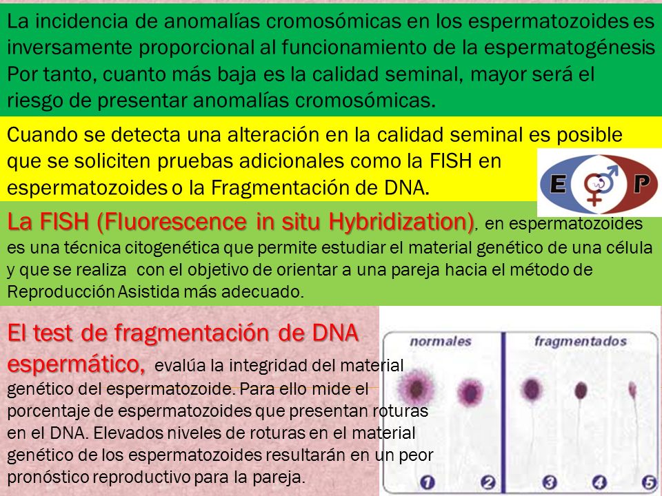 La incidencia de anomalías cromosómicas en los espermatozoides es inversamente proporcional al funcionamiento de la espermatogénesis Por tanto, cuanto más baja es la calidad seminal, mayor será el riesgo de presentar anomalías cromosómicas.