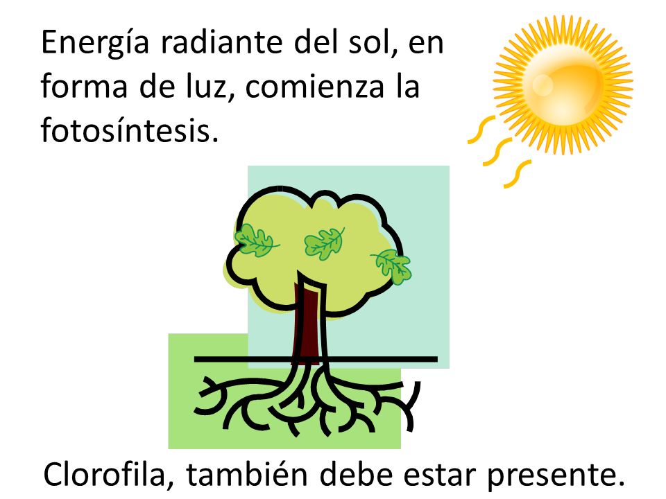 Energía radiante del sol, en forma de luz, comienza la fotosíntesis.