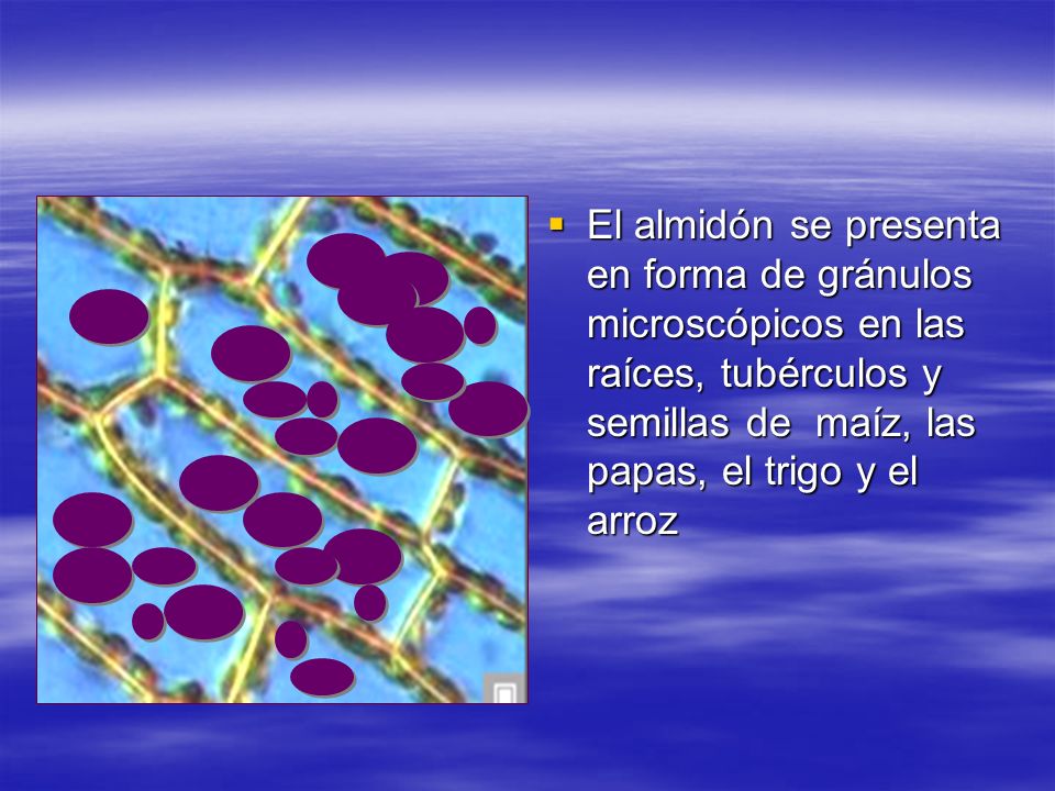 El almidón se presenta en forma de gránulos microscópicos en las raíces, tubérculos y semillas de maíz, las papas, el trigo y el arroz