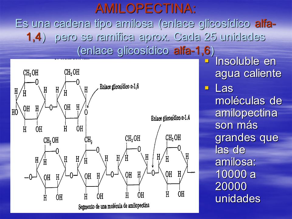 AMILOPECTINA: Es una cadena tipo amilosa (enlace glicosídico alfa-1,4) pero se ramifica aprox. Cada 25 unidades (enlace glicosídico alfa-1,6)