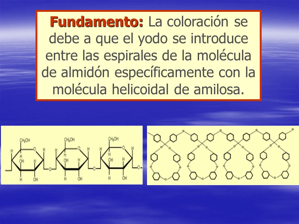 Fundamento: La coloración se debe a que el yodo se introduce entre las espirales de la molécula de almidón específicamente con la molécula helicoidal de amilosa.