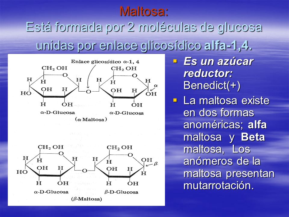 Maltosa: Está formada por 2 moléculas de glucosa unidas por enlace glicosídico alfa-1,4.