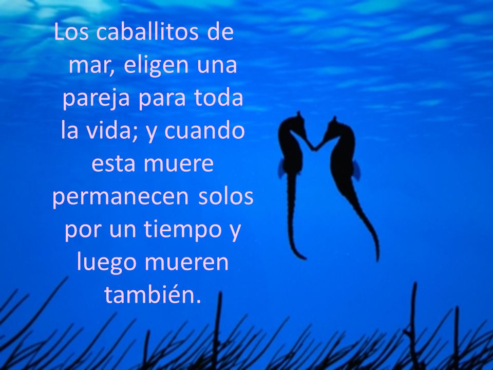 Los caballitos de mar, eligen una pareja para toda la vida; y cuando esta muere permanecen solos por un tiempo y luego mueren también.