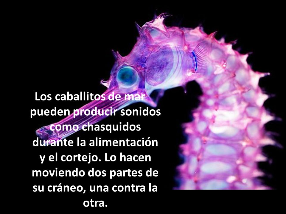 Los caballitos de mar pueden producir sonidos como chasquidos durante la alimentación y el cortejo.
