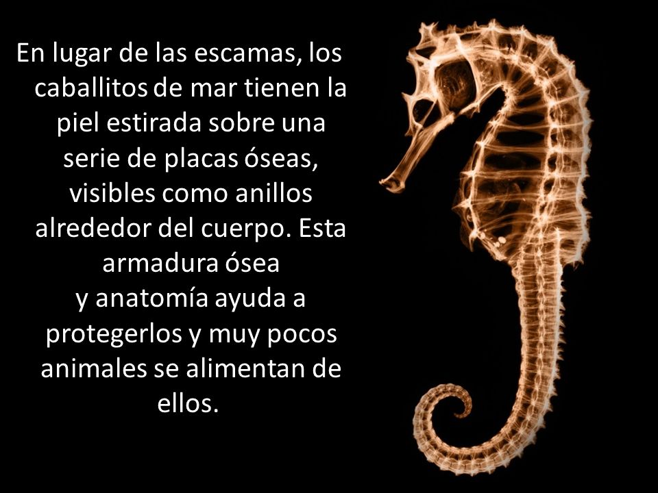 En lugar de las escamas, los caballitos de mar tienen la piel estirada sobre una serie de placas óseas, visibles como anillos alrededor del cuerpo.