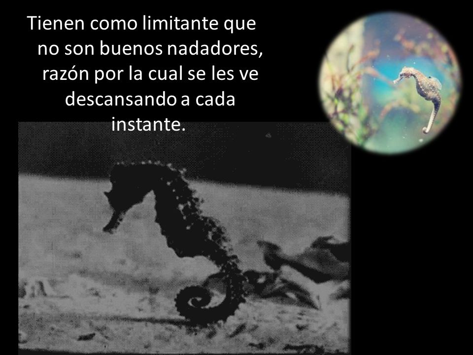Tienen como limitante que no son buenos nadadores, razón por la cual se les ve descansando a cada instante.