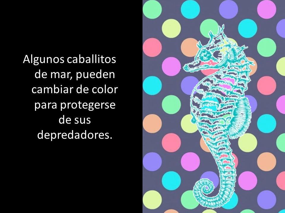 Algunos caballitos de mar, pueden cambiar de color para protegerse de sus depredadores.