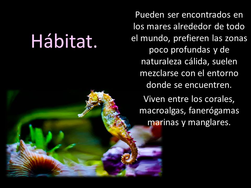 Pueden ser encontrados en los mares alrededor de todo el mundo, prefieren las zonas poco profundas y de naturaleza cálida, suelen mezclarse con el entorno donde se encuentren. Viven entre los corales, macroalgas, fanerógamas marinas y manglares.