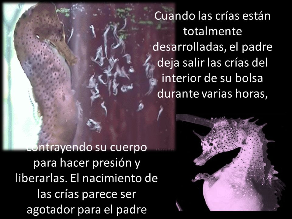 Cuando las crías están totalmente desarrolladas, el padre deja salir las crías del interior de su bolsa durante varias horas,