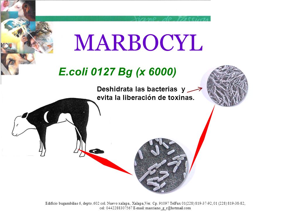 MARBOCYL E.coli 0127 Bg (x 6000) Deshidrata las bacterias y evita la liberación de toxinas.