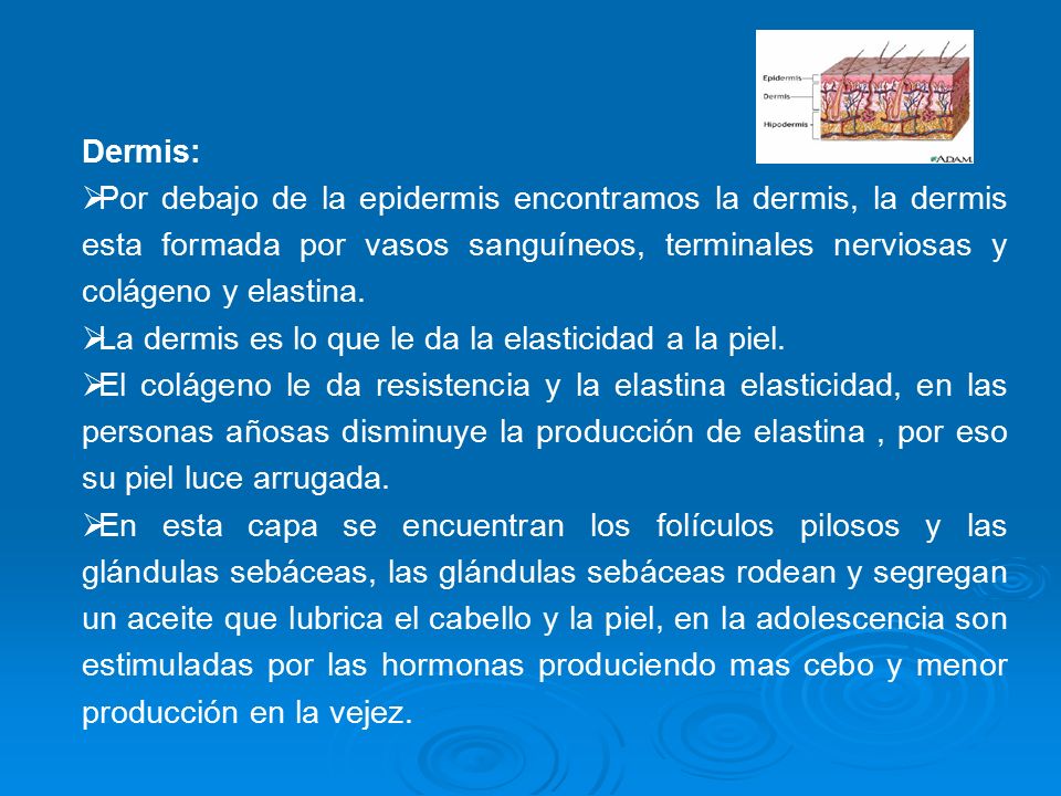 Dermis: Por debajo de la epidermis encontramos la dermis, la dermis esta formada por vasos sanguíneos, terminales nerviosas y colágeno y elastina.
