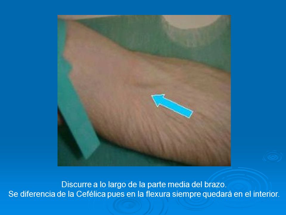 Discurre a lo largo de la parte media del brazo.