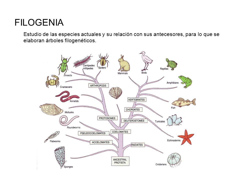 FILOGENIA Estudio de las especies actuales y su relación con sus antecesores, para lo que se elaboran árboles filogenéticos.