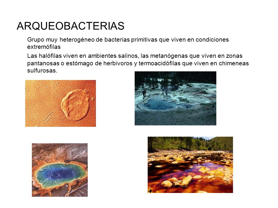 ARQUEOBACTERIAS Grupo muy heterogéneo de bacterias primitivas que viven en condiciones extremófilas.