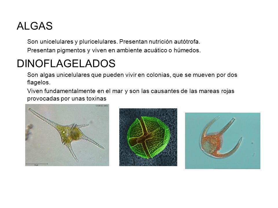 ALGAS Son unicelulares y pluricelulares. Presentan nutrición autótrofa. Presentan pigmentos y viven en ambiente acuático o húmedos.