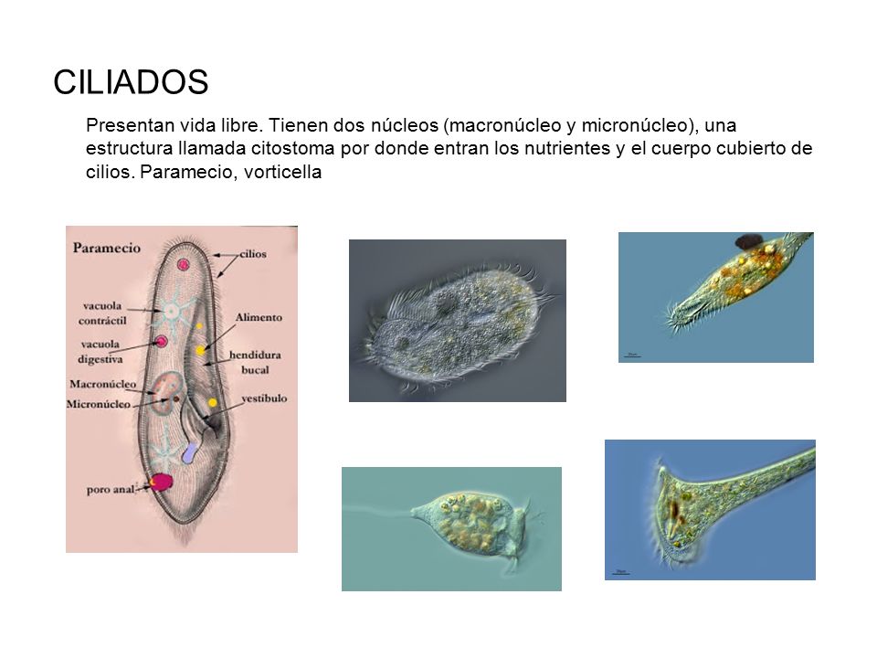 CILIADOS