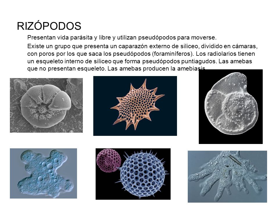 RIZÓPODOS Presentan vida parásita y libre y utilizan pseudópodos para moverse.