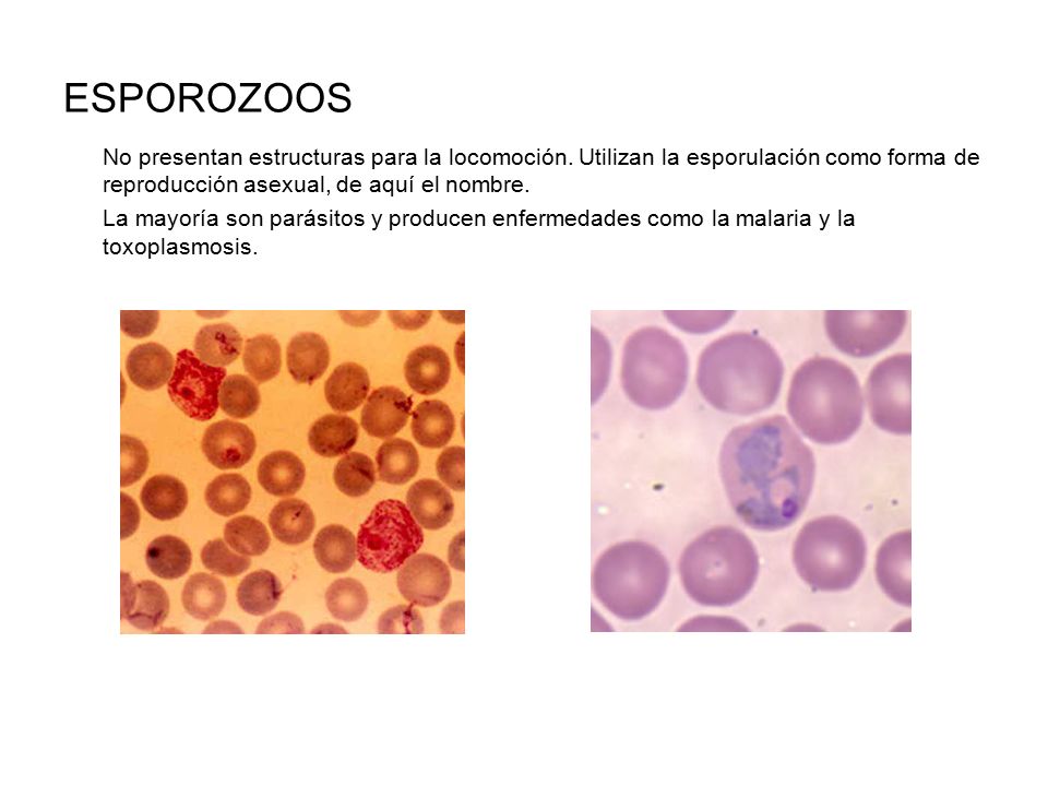 ESPOROZOOS No presentan estructuras para la locomoción. Utilizan la esporulación como forma de reproducción asexual, de aquí el nombre.