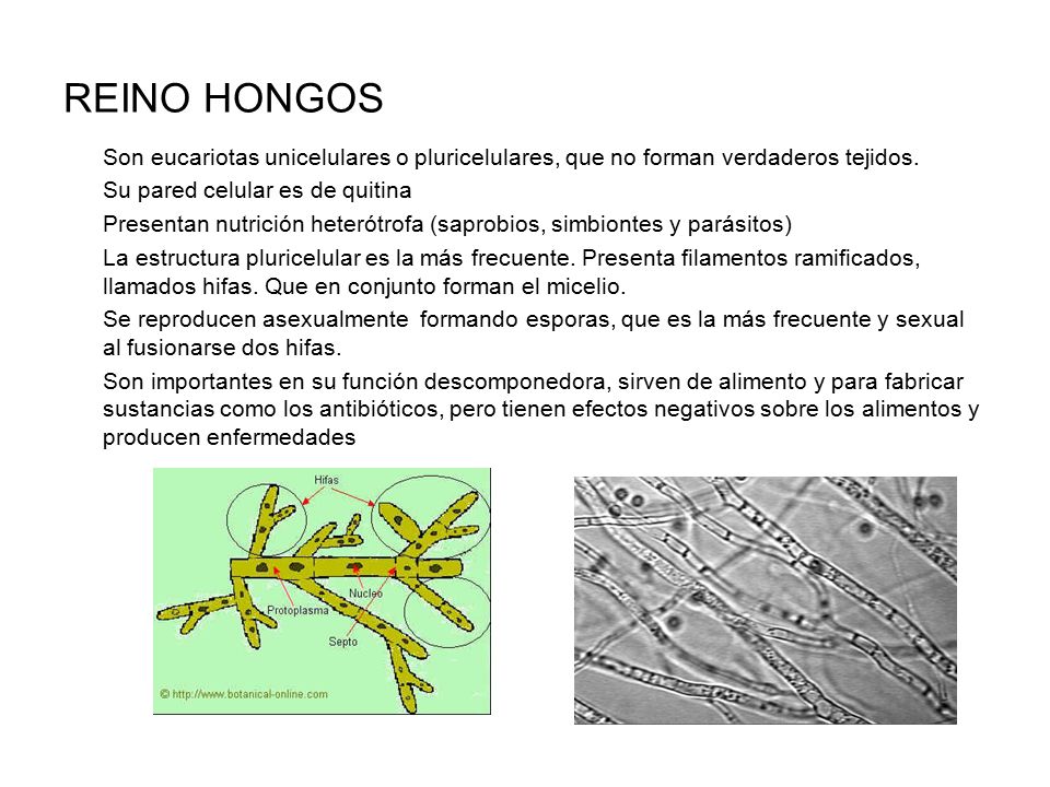 REINO HONGOS Son eucariotas unicelulares o pluricelulares, que no forman verdaderos tejidos. Su pared celular es de quitina.