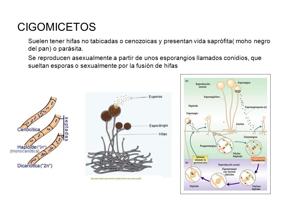CIGOMICETOS Suelen tener hifas no tabicadas o cenozoicas y presentan vida saprófita( moho negro del pan) o parásita.