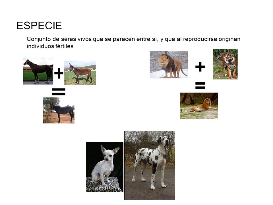 ESPECIE Conjunto de seres vivos que se parecen entre sí, y que al reproducirse originan individuos fértiles.