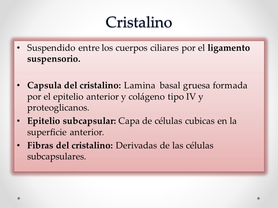 Cristalino Suspendido entre los cuerpos ciliares por el ligamento suspensorio.