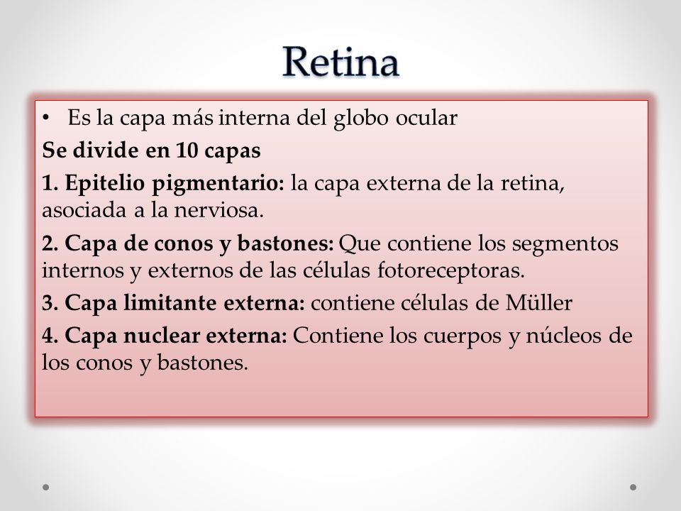 Retina Es la capa más interna del globo ocular Se divide en 10 capas