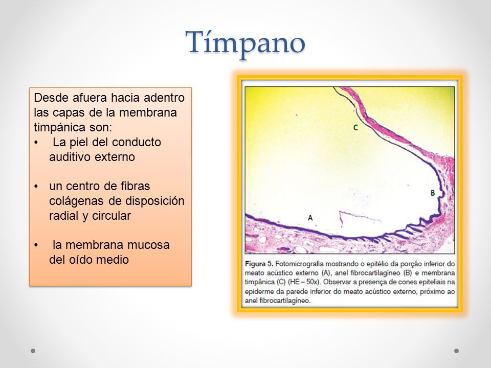Tímpano Desde afuera hacia adentro las capas de la membrana timpánica son: La piel del conducto auditivo externo.