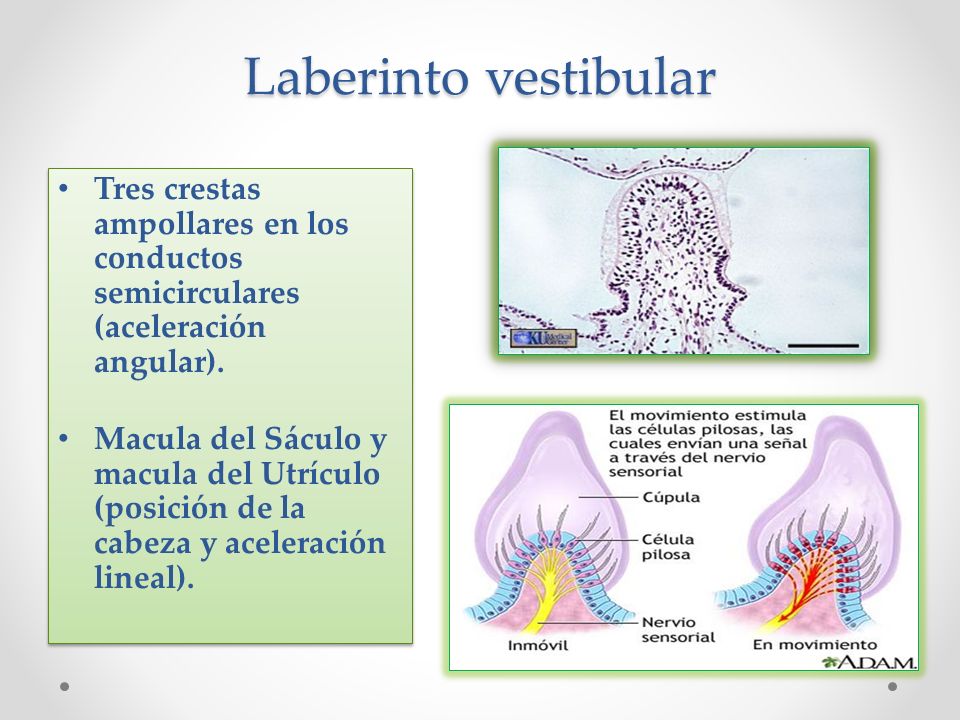 Laberinto vestibular Tres crestas ampollares en los conductos semicirculares (aceleración angular).