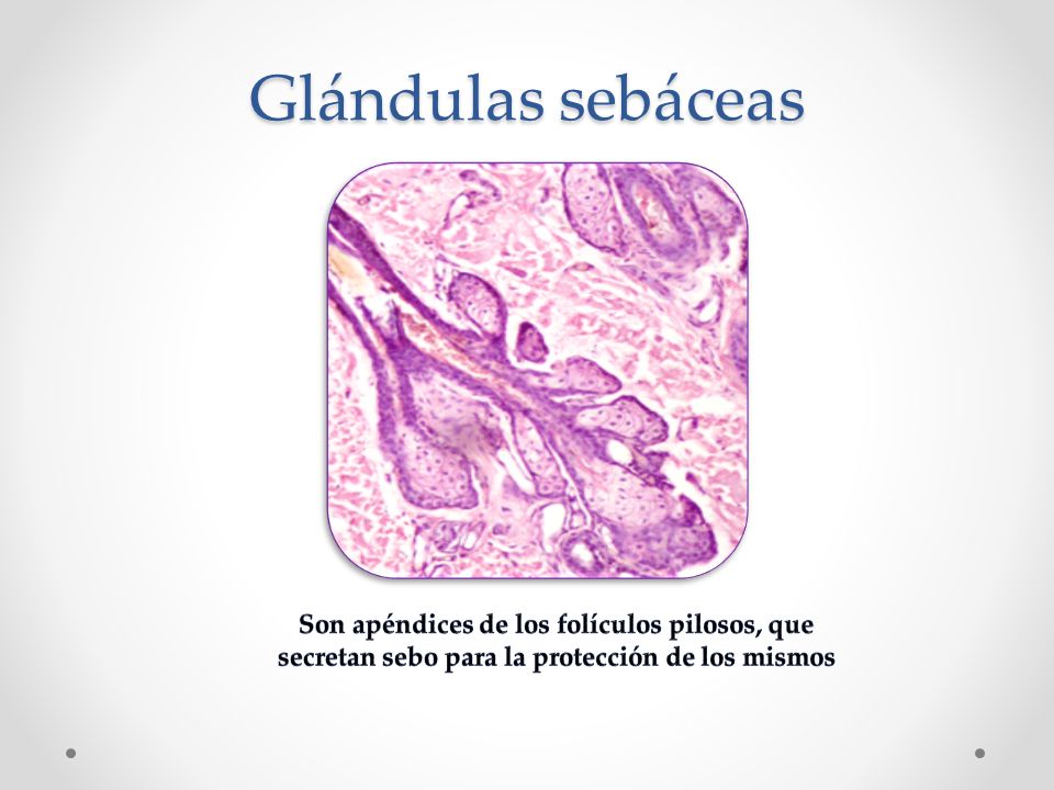 Glándulas sebáceas Son apéndices de los folículos pilosos, que secretan sebo para la protección de los mismos.