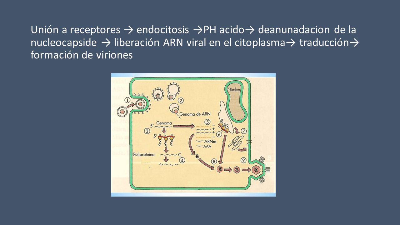 Unión a receptores → endocitosis →PH acido→ deanunadacion de la nucleocapside → liberación ARN viral en el citoplasma→ traducción→ formación de viriones