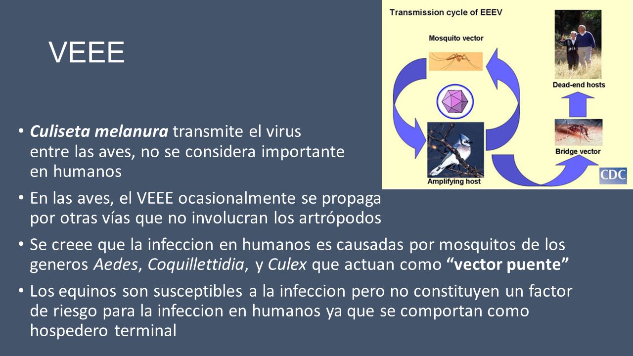 VEEE Culiseta melanura transmite el virus entre las aves, no se considera importante en humanos.