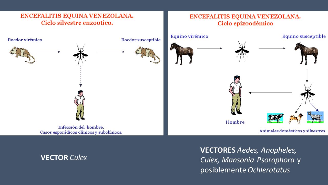 Se desconoce el reservorio natural de los subtipos epizoóticos de la EEV entre epidemias. Es posible que dichos subtipos surjan de virus enzoóticos.